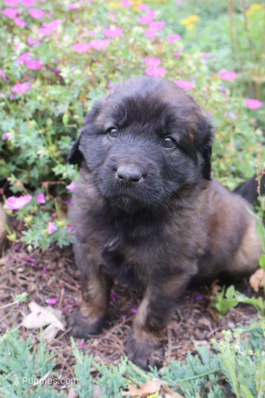 Tulip – Leonberger puppy for sale in Frederic, WI