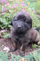 Tulip, a female Leonberger for sale in Frederic, WI – 1 of 2