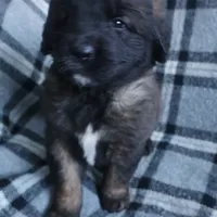 Dark Purple Girl, a female Leonberger for sale in Frederic, WI – Photo 3 of 8