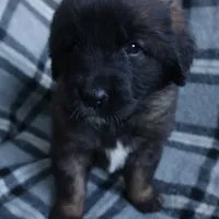 Dark Purple Girl, a female Leonberger for sale in Frederic, WI – Photo 2 of 8