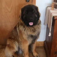 Dark Purple Girl, a female Leonberger for sale in Frederic, WI – Photo 8 of 8