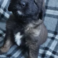 Dark Purple Girl, a female Leonberger for sale in Frederic, WI – Photo 4 of 8