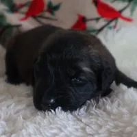 Dark Purple Girl, a female Leonberger for sale in Frederic, WI – Photo 5 of 8