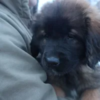 Dark Purple Girl, a female Leonberger for sale in Frederic, WI – Photo 1 of 8