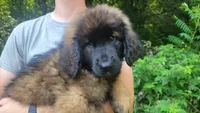Mally, a male Leonberger for sale in Frederic, WI – 3 of 8