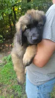 Cliff, a male Leonberger for sale in Frederic, WI – 2 of 8