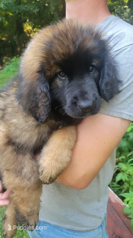 Mally – Leonberger puppy for sale in Frederic, WI