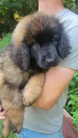 Mally, a male Leonberger for sale in Frederic, WI – 1 of 8