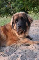 Cliff, a male Leonberger for sale in Frederic, WI – 8 of 8