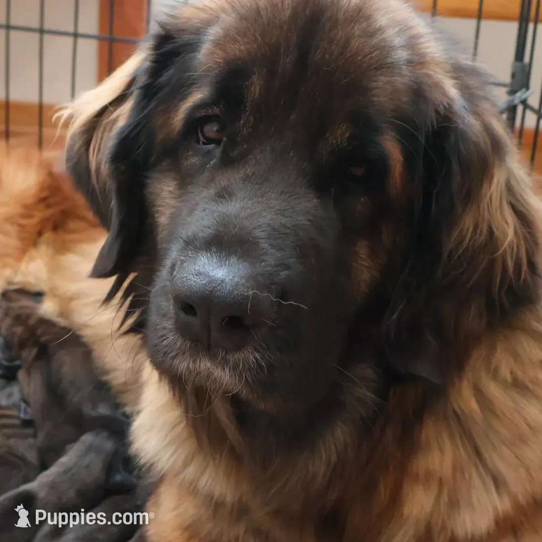 Black Boy, a male Leonberger for sale in Frederic, WI – Photo 7 of 9