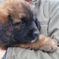 Black Boy, a male Leonberger for sale in Frederic, WI – Photo 2 of 9