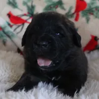 Black Boy, a male Leonberger for sale in Frederic, WI – Photo 5 of 9