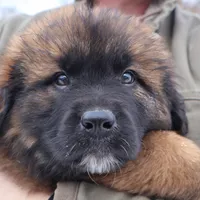 Black Boy, a male Leonberger for sale in Frederic, WI – Photo 1 of 9