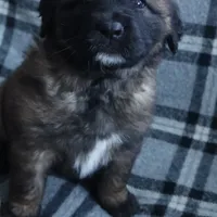 Black Boy, a male Leonberger for sale in Frederic, WI – Photo 4 of 9