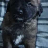 Black Boy, a male Leonberger for sale in Frederic, WI – Photo 3 of 9
