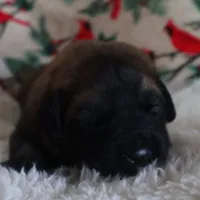 Black Boy, a male Leonberger for sale in Frederic, WI – Photo 6 of 9
