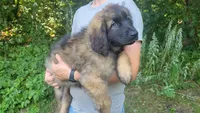Cliff, a male Leonberger for sale in Frederic, WI – 3 of 8