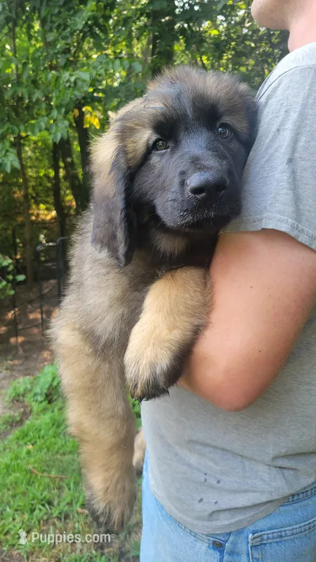 Cliff – Leonberger puppy for sale in Frederic, WI