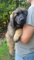 Cliff, a male Leonberger for sale in Frederic, WI – 1 of 8