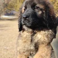Pink Girl, a female Leonberger for sale in Frederic, WI – Photo 2 of 9