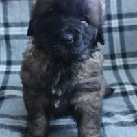 Pink Girl, a female Leonberger for sale in Frederic, WI – Photo 5 of 9