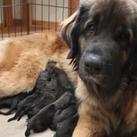 Pink Girl, a female Leonberger for sale in Frederic, WI – Photo 9 of 9