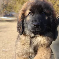 Pink Girl, a female Leonberger for sale in Frederic, WI – Photo 1 of 9