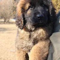 Pink Girl, a female Leonberger for sale in Frederic, WI – Photo 3 of 9