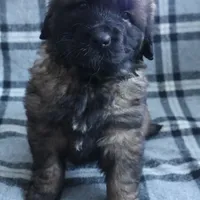 Pink Girl, a female Leonberger for sale in Frederic, WI – Photo 6 of 9