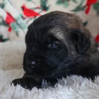 Pink Girl, a female Leonberger for sale in Frederic, WI – Photo 7 of 9