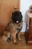 Cliff, a male Leonberger for sale in Frederic, WI – 7 of 8