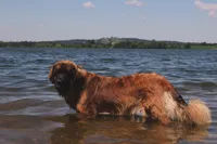 Cliff, a male Leonberger for sale in Frederic, WI – 6 of 8