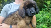 Mally, a male Leonberger for sale in Frederic, WI – 2 of 8