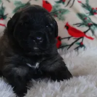 Light Purple Girl, a female Leonberger for sale in Frederic, WI – Photo 4 of 7