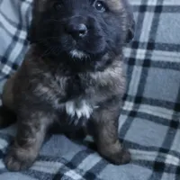 Light Purple Girl, a female Leonberger for sale in Frederic, WI – Photo 3 of 7