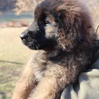 Light Purple Girl, a female Leonberger for sale in Frederic, WI – Photo 2 of 7