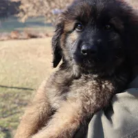 Light Purple Girl, a female Leonberger for sale in Frederic, WI – Photo 1 of 7