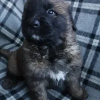 Light Purple Girl, a female Leonberger for sale in Frederic, WI – Photo 5 of 7