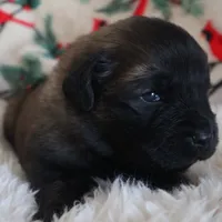 Light Purple Girl, a female Leonberger for sale in Frederic, WI – Photo 6 of 7