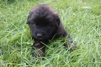 Maliciah , a male Leonberger for sale in Frederic, WI – 1 of 5