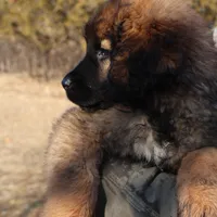 Aqua Girl, a female Leonberger for sale in Frederic, WI – Photo 2 of 7