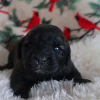 Aqua Girl, a female Leonberger for sale in Frederic, WI – Photo 5 of 7