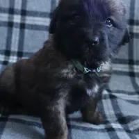 Aqua Girl, a female Leonberger for sale in Frederic, WI – Photo 3 of 7