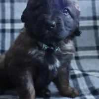 Aqua Girl, a female Leonberger for sale in Frederic, WI – Photo 4 of 7