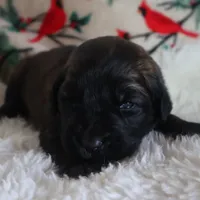 Aqua Girl, a female Leonberger for sale in Frederic, WI – Photo 6 of 7