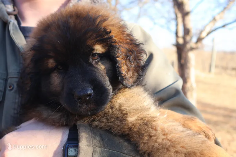 Aqua Girl – Leonberger puppy for sale in Frederic, WI