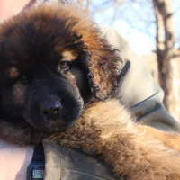 Aqua Girl, a female Leonberger for sale in Frederic, WI – Photo 1 of 7