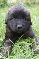 Maliciah , a male Leonberger for sale in Frederic, WI – 2 of 5