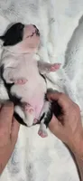 Baby Girl Ocean, a male Boston Terrier for sale in Tucson, AZ – 3 of 7
