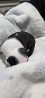 Baby Girl Ocean, a male Boston Terrier for sale in Tucson, AZ – 4 of 7